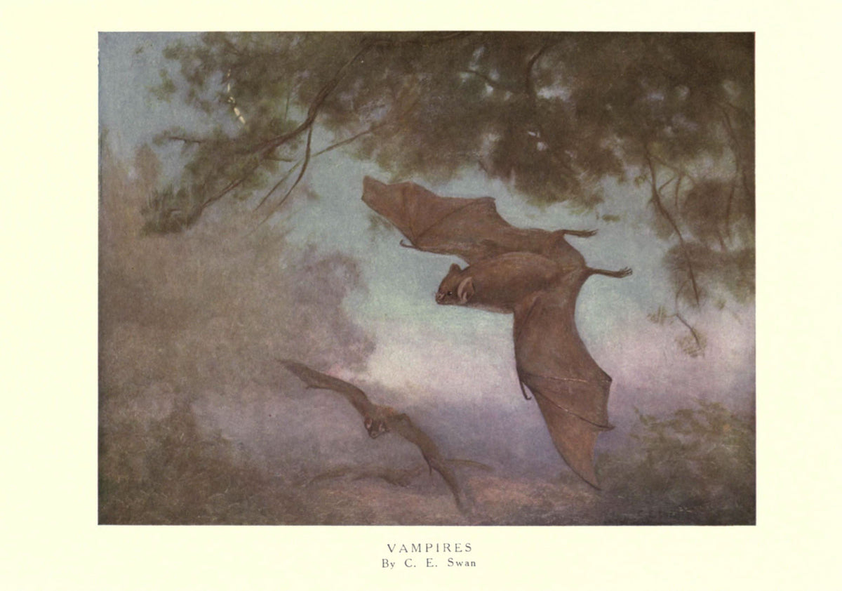 Vampire bat, color plate 46 from Frank Finn's The Wild Beasts of the World, 1909