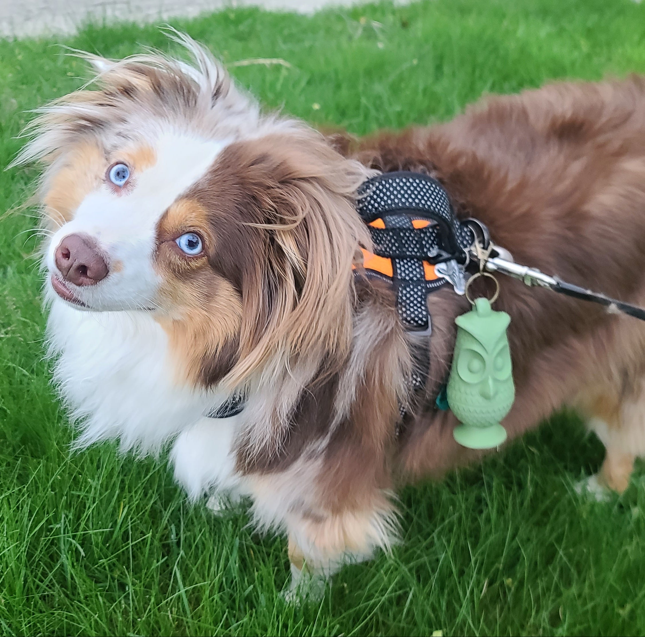 Owl-shaped poop bag holder clipped to a dog leash