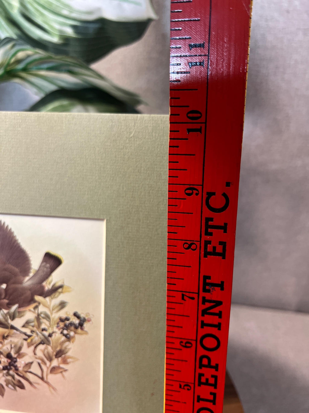 Vintage Cedar Waxwings Bird Matted Print