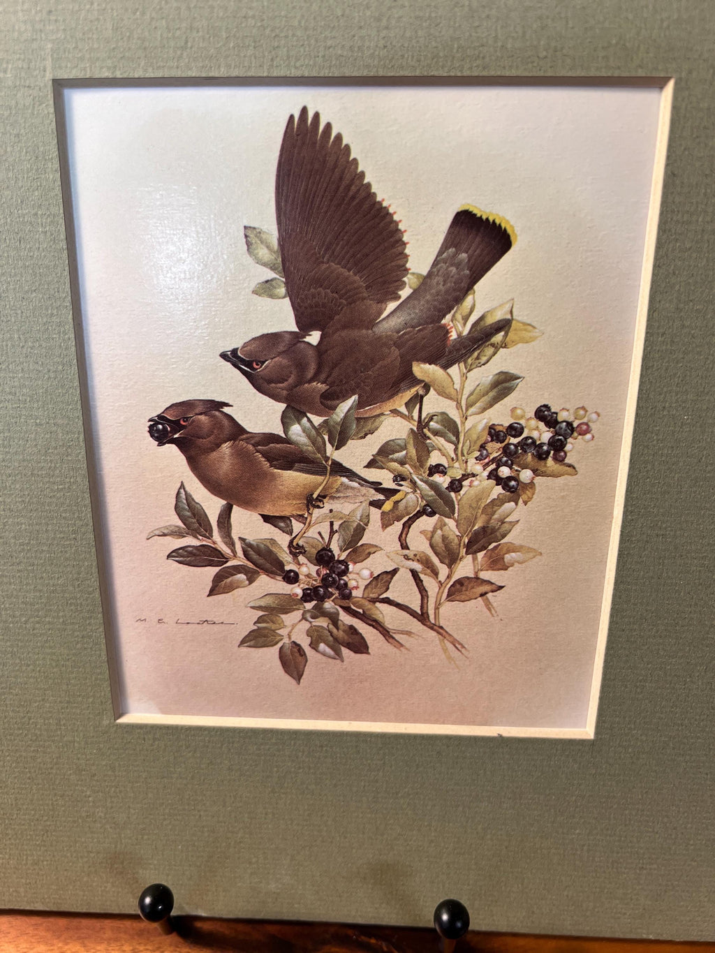 Vintage Cedar Waxwings Bird Matted Print