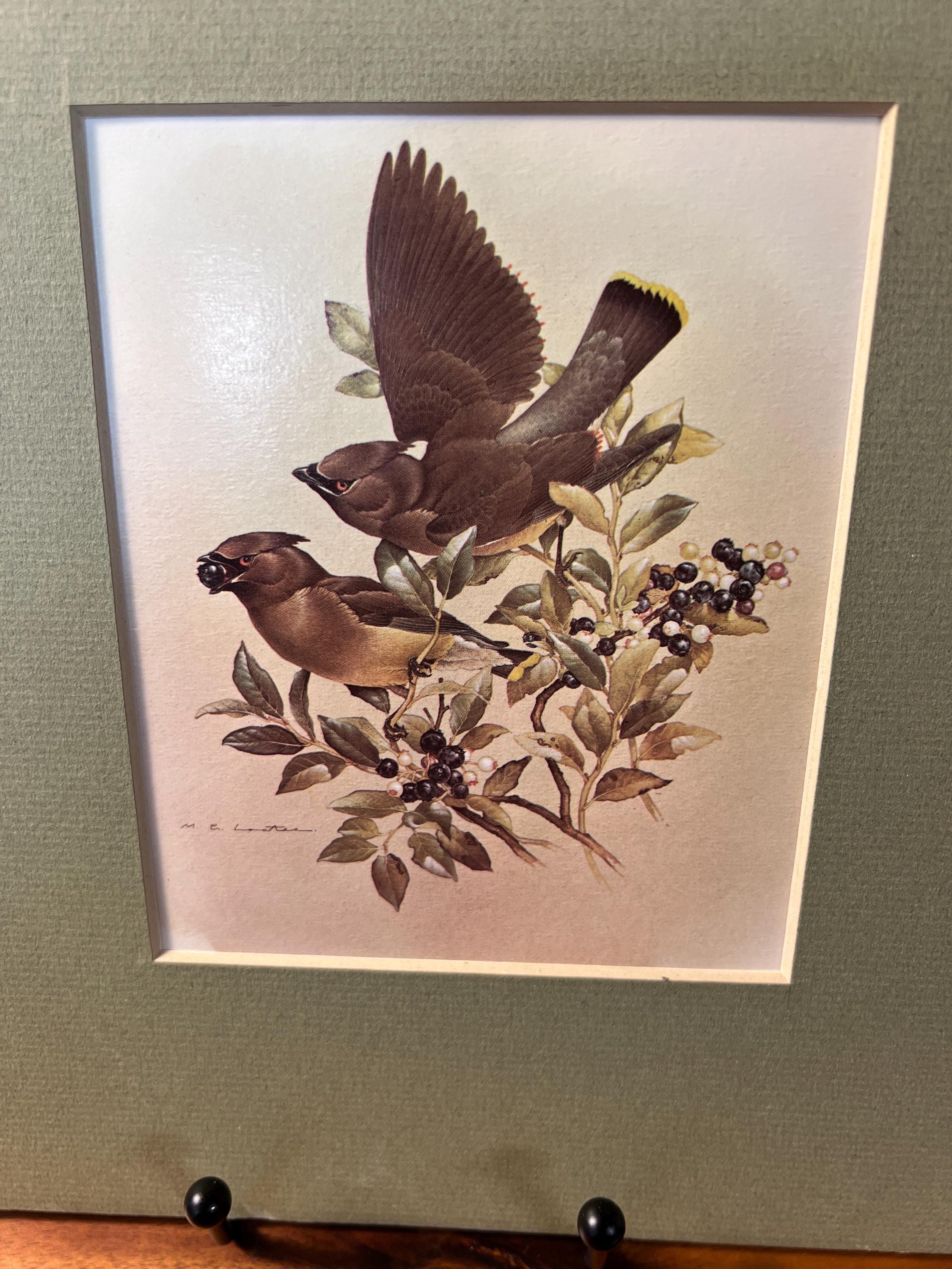 Vintage Cedar Waxwings Bird Matted Print