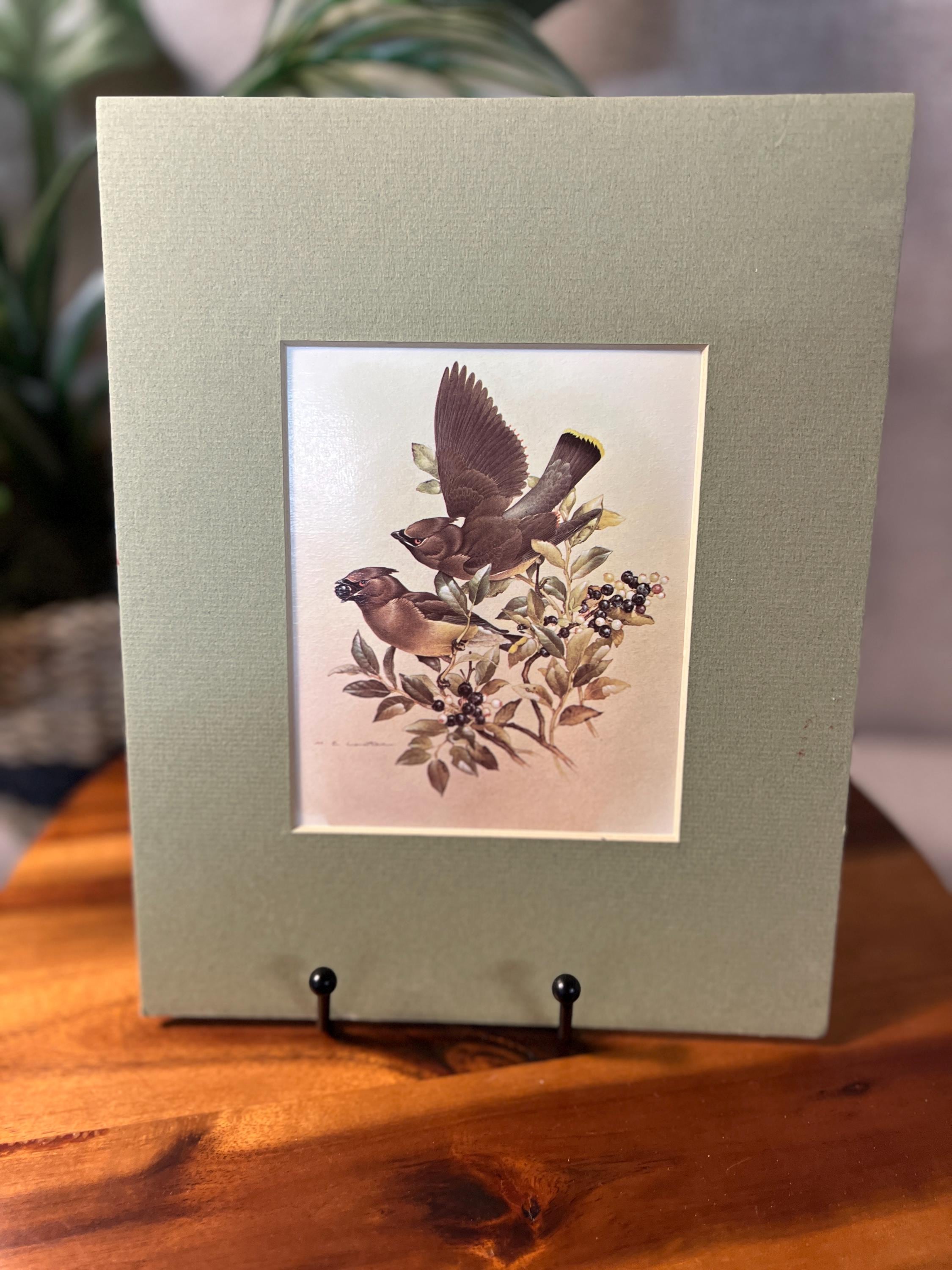 Vintage Cedar Waxwings Bird Matted Print