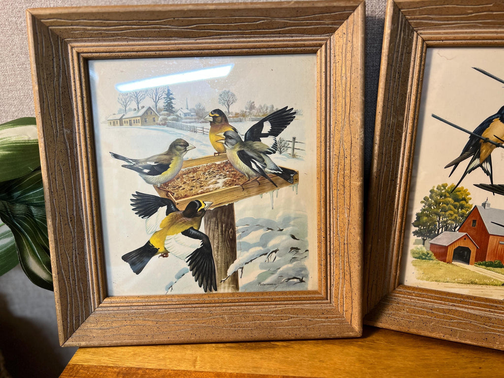 Vintage Wooden  Professionally Framed Botanical Bird Prints Wall Art set of 2